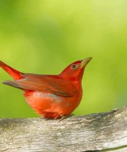 Summer Tanager On A Tree Stump paint by numbers