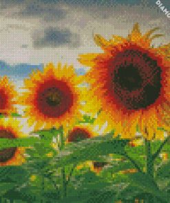 Sunflower Field diamond painting