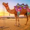 Sunset Camel Paint By Numbers