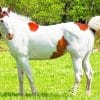 White And Brown Horse Animal paint by numbers