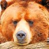 Wild Brown Bear paint by numbers