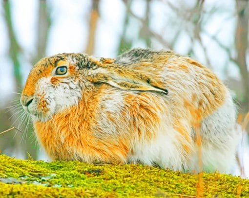 Wild Rabbit Species paint by numbers