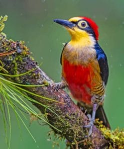 Woodpecker Bird Yellow Fronted Woodpeck paint by numbers