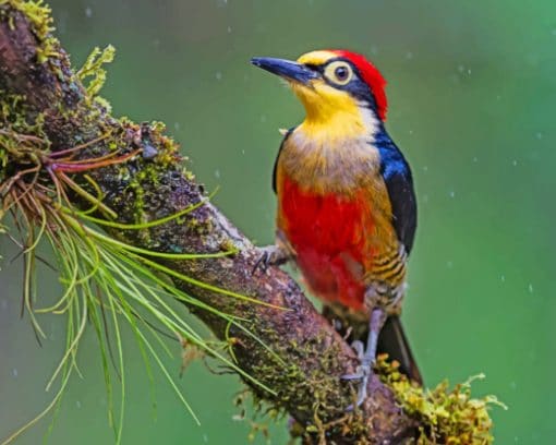 Woodpecker Bird Yellow Fronted Woodpeck paint by numbers