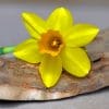 Yellow Single Daffodil Flower paint by numbers
