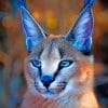 African Caracal Cat paint by numbers