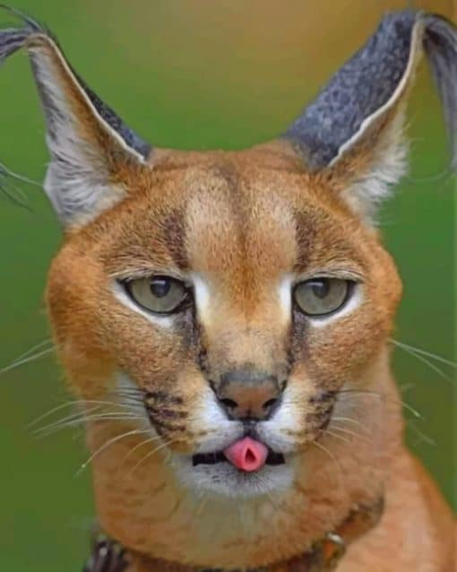 African Caracal paint by numbers