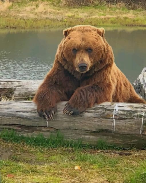Alaskan Brown Bear paint by numbers