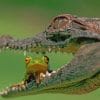Alligator Eating A Frog paint by numbers