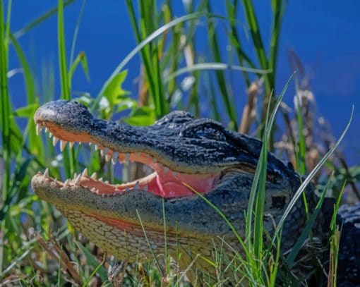 American Alligator paint by numbers