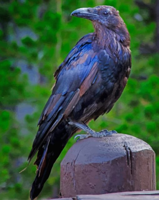American Crow paint by numbers
