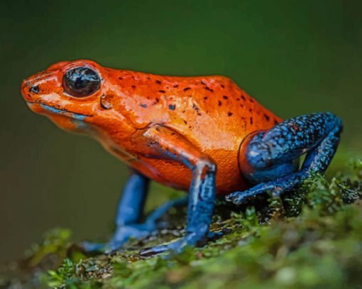 Strawberry Poison Dart Frog paint by numbers