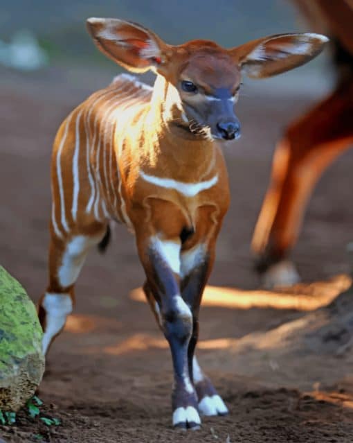 Baby Cute Okapi paint by numbers