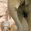 Baby Elephant With Mother paint by numbers
