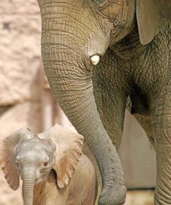 Baby Elephant With Mother paint by numbers