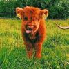 Baby Highland Cow paint by numbers