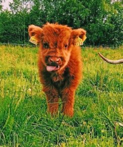 Baby Highland Cow paint by numbers