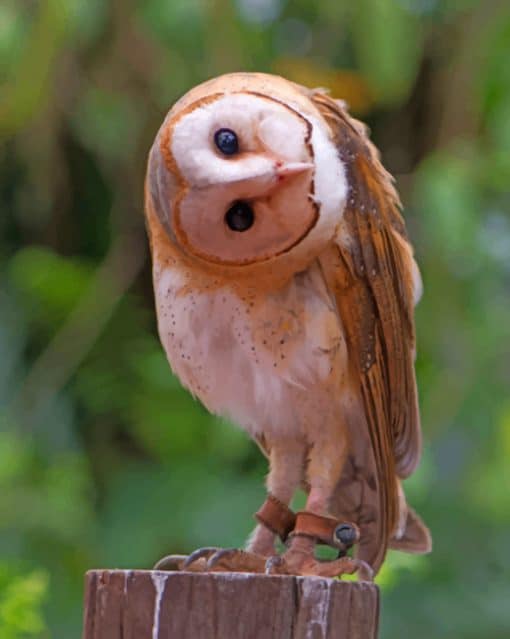 Barn Owl Bird paint by numbers paint by numbers