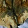 Beautiful Wolf Couple paint by numbers
