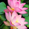 Beautiful Lotus Flower paint by numbers