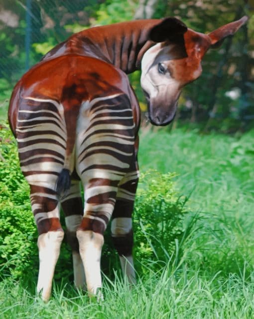 Beautiful Okapi paint by numbers