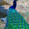 Beautiful Peacock paint by numbers
