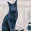 Beautiful Russian Grey Cat paint by numbers
