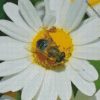 bee on oxeye daisy flower plant diamond painting