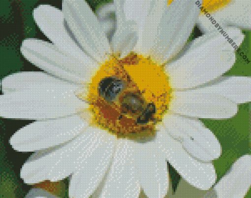 bee on oxeye daisy flower plant diamond painting