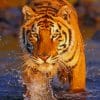 Bengal Tiger In The River paint by numbers