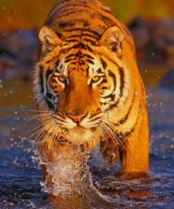 Bengal Tiger In The River paint by numbers