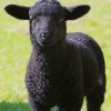 Black Lamb Sheep paint by numbers
