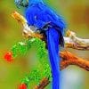 Blue Macaw paint by numbers