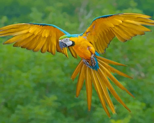 Blue And Yellow Macaw Bird Flying paint by numbers