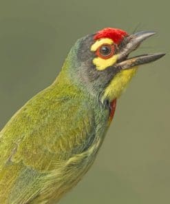 Bright Green Bird With Wide Open Beak paint by numbers