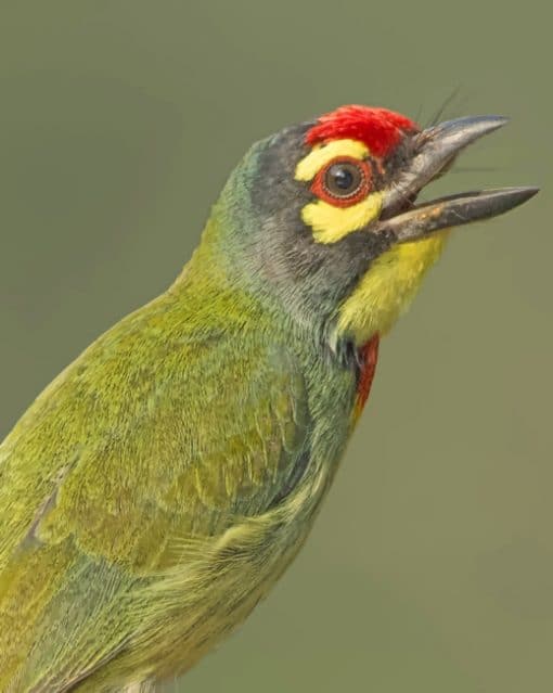 Bright Green Bird With Wide Open Beak paint by numbers