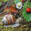 Brown Snail Fragaria paint by numbers