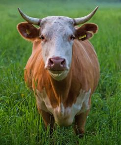 Brown And White Cattle Cow paint by numbers