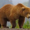 Brown Bear In Jungle paint by numbers