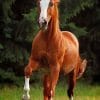 Brown Chestnut Horse paint by numbers