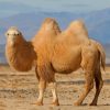 Brown Desert Camel paint by numbers