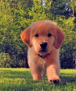Brown Golden Retriever Puppy paint by numbers