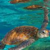 Brown Sea turtle paint by numbers