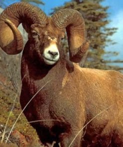 Brown Sheep With Big Horns paint by numbers