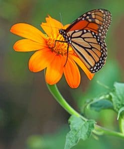 Butterfly On The Flower paint by numbers