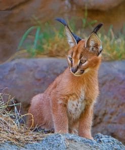 Baby Caracal Cat paint by numbers