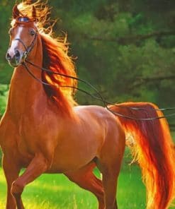 Chestnut Brown Horse paint by numbers
