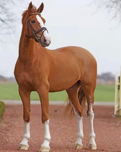 Chestnut Horse paint by numbers