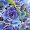 Colorful Succulent paint by numbers