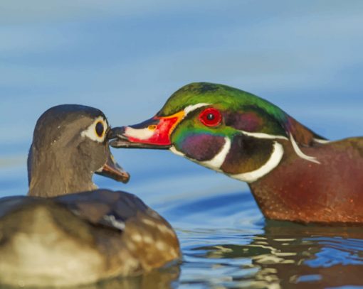 Couple Of Wood Ducks paint by numbers